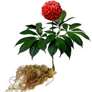 Ginseng oluşan